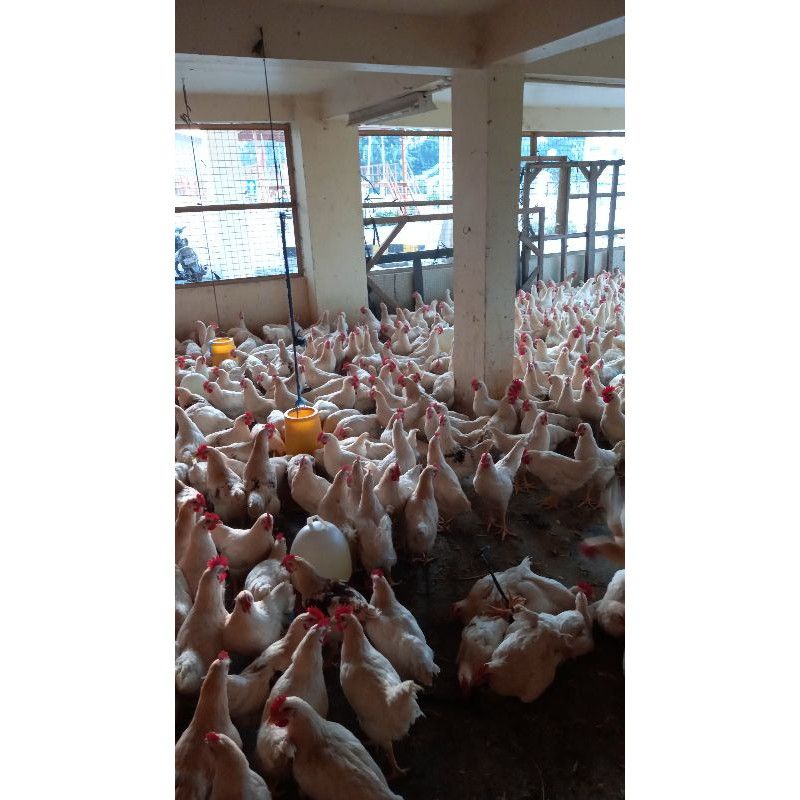 

Ayam Pejantan Fresh