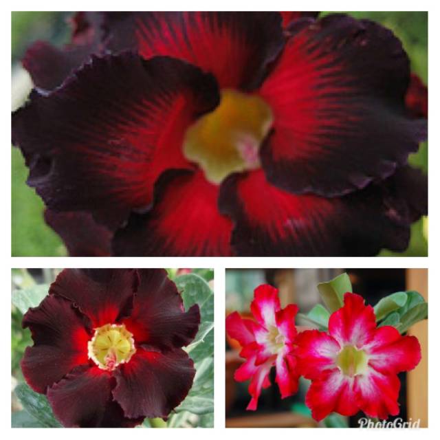 Paket 3 batang bibit Kamboja adenium merah hitam