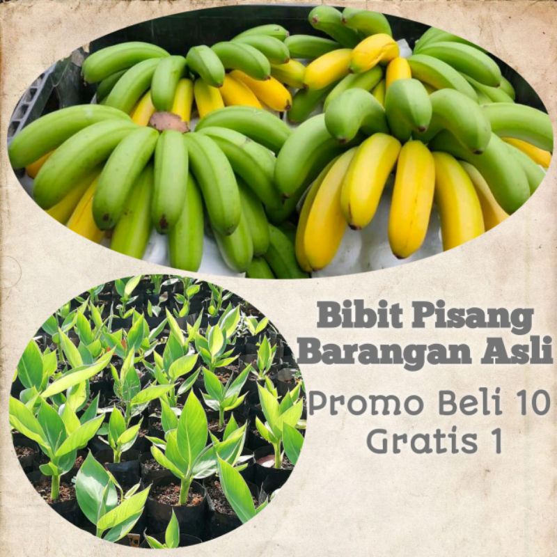 Bibit pisang barangan unggul BIBIT PISANG BONGGOL PISANG