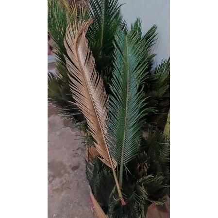 daun sikas , daun mawar jambe , mawar sikas super jumbo 80-120cm kualitas terbaik