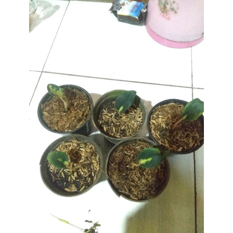 bibit aglonema sultan brunei daun 1