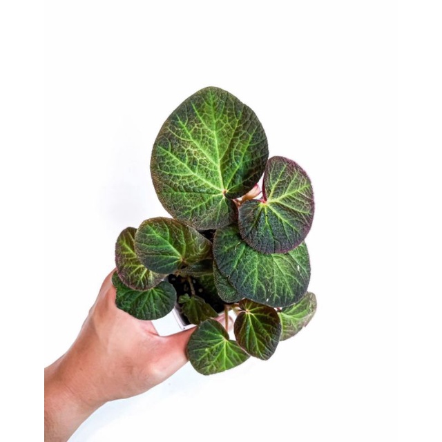 Tanaman Hias Begonia Manaus Oval Shopee Indonesia