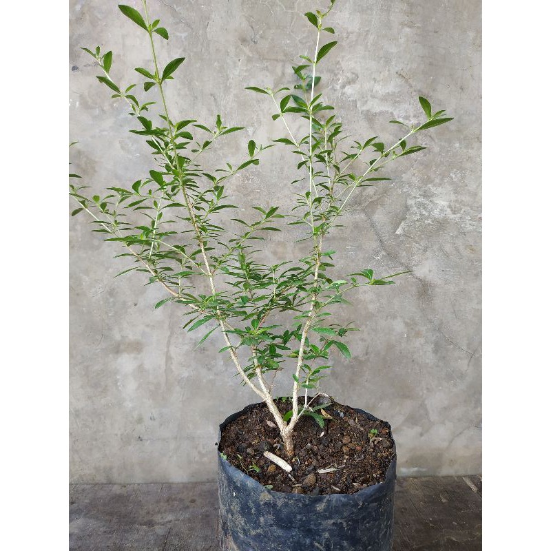 Bahan Bonsai Seribu Bintang Serbin Serissa