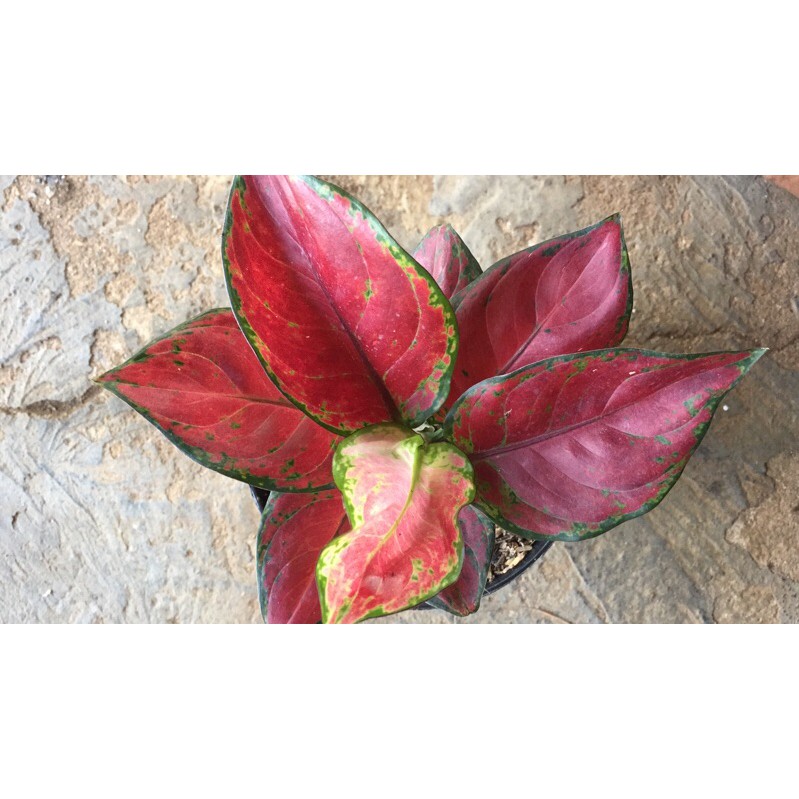 aglaonema blackMaroon