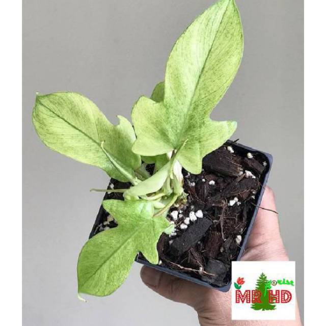 Tanaman philodendron Florida  ghost  Shopee Indonesia