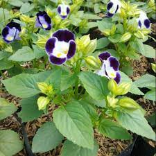 Teronia ungu  (Torenia fournieri )berbunga - tanaman hias teronia tanaman gantung pot gantung