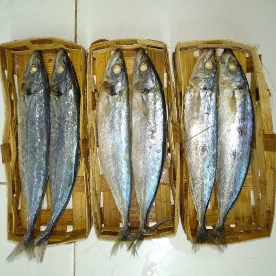 

IKAN CUWE