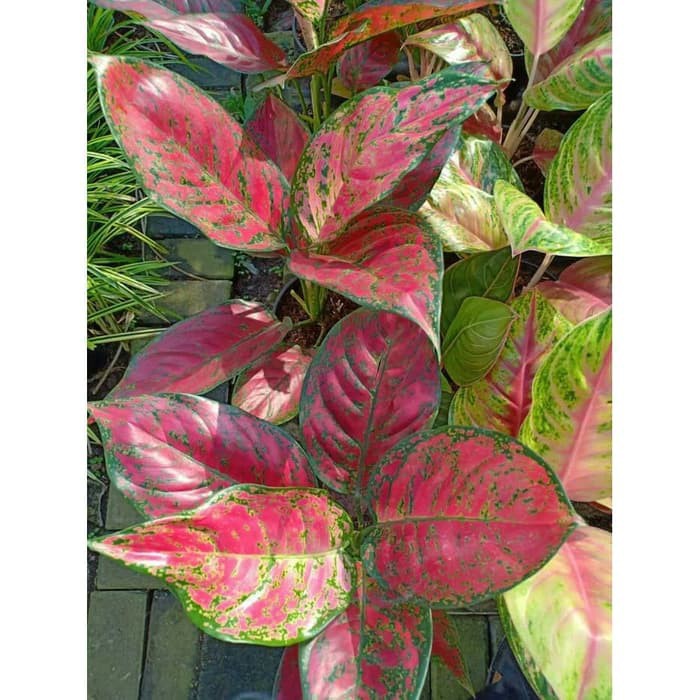 Tanaman Hias Aglaonema Aglonema Red King