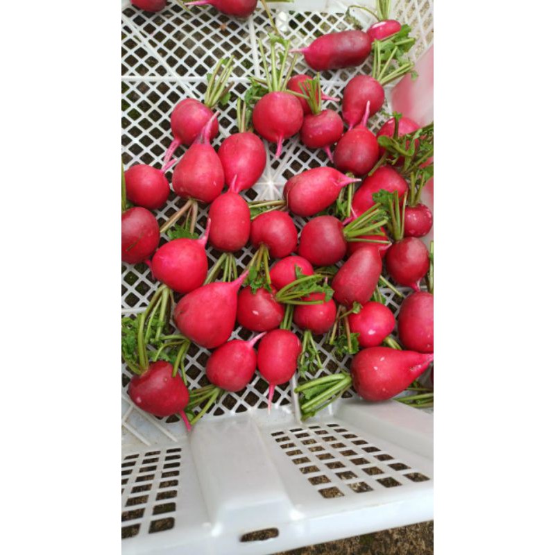 

RED RADISH 500 GRAM