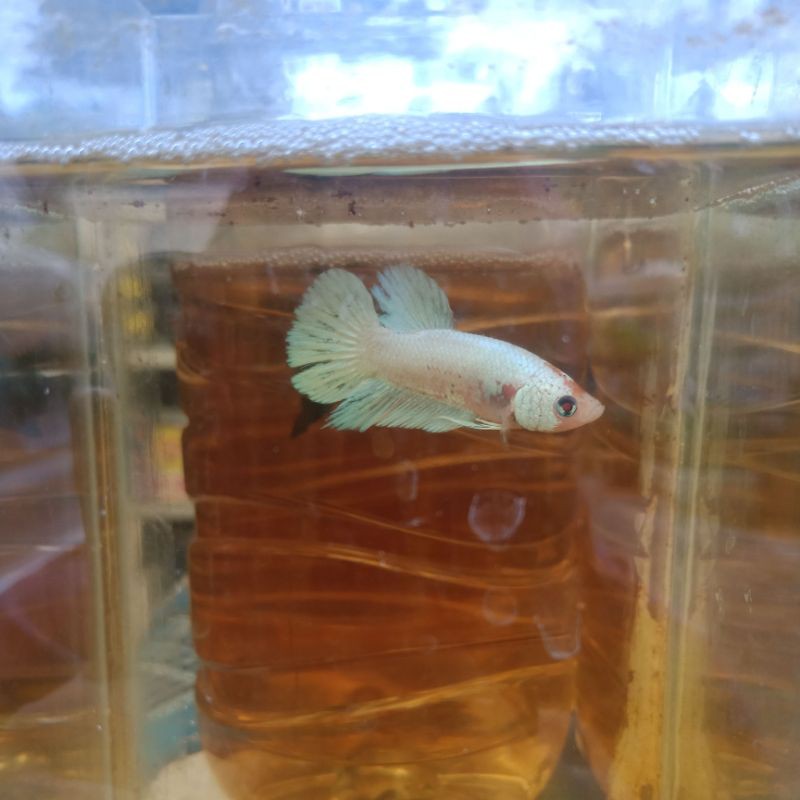 

Ikan Cupang White Pensi