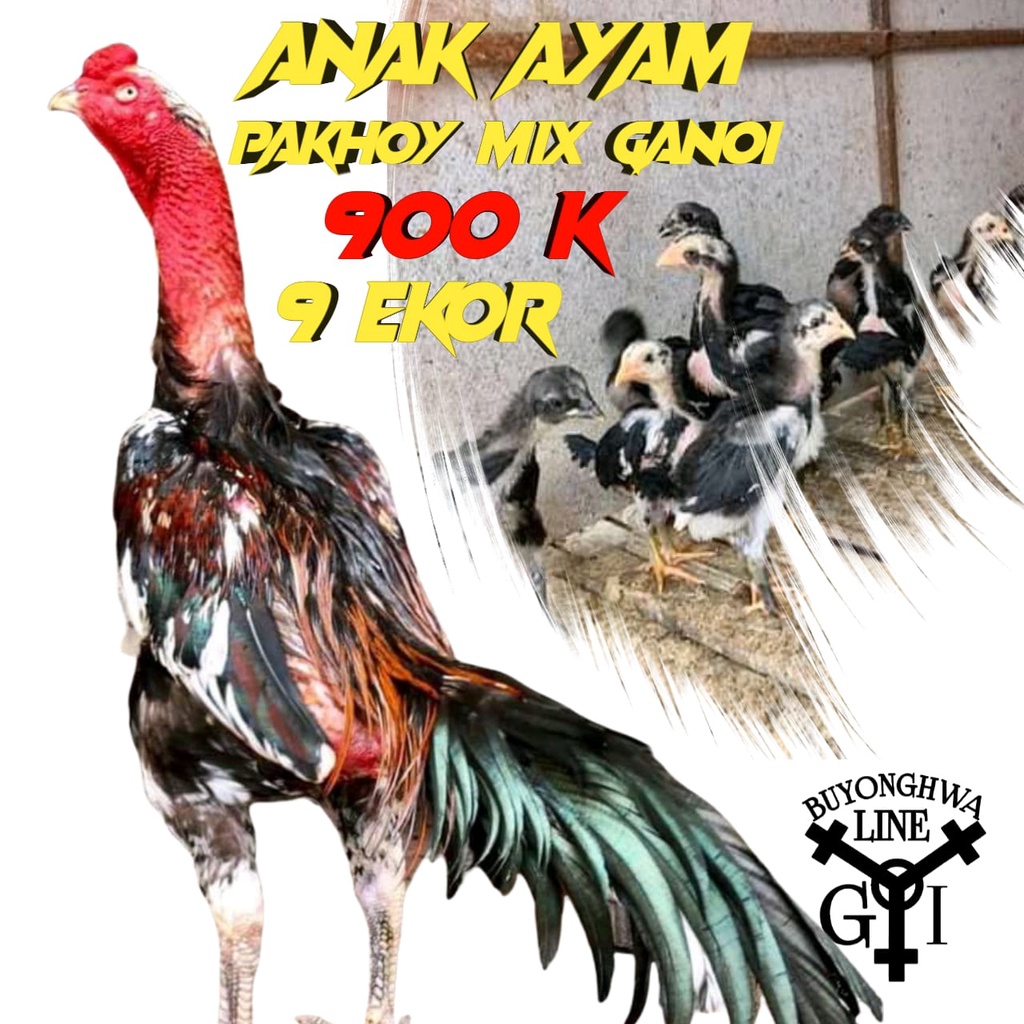 anak ayam pakhoy asli mix ganoi line 9 ekor usia 3 minggu