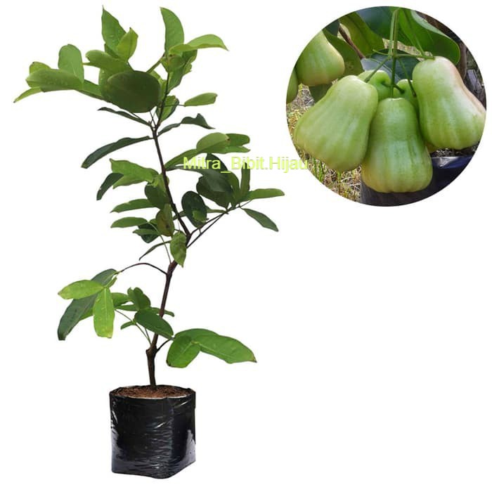 Bibit Jambu Air Madu Deli