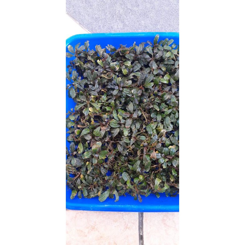 

Buchephalandra brownie