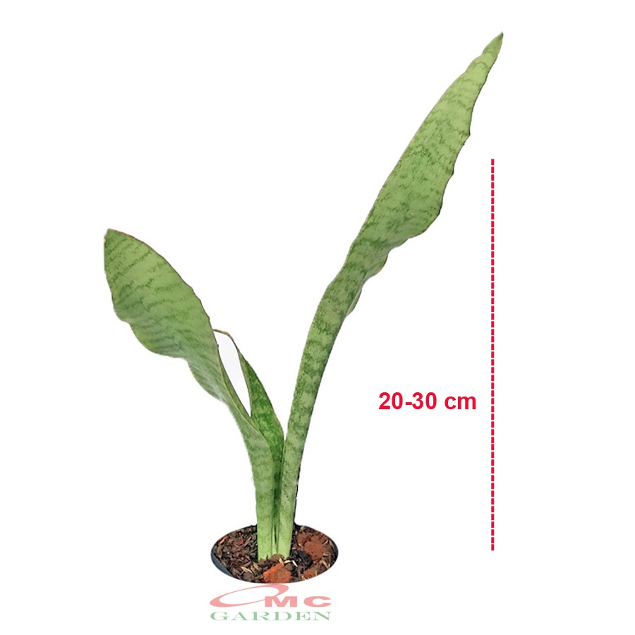 Lidah Mertua Sansevieria Sansivera Sansiviera Sensiviera Trifasciata Futura Robusta Hijau LM-H-2030