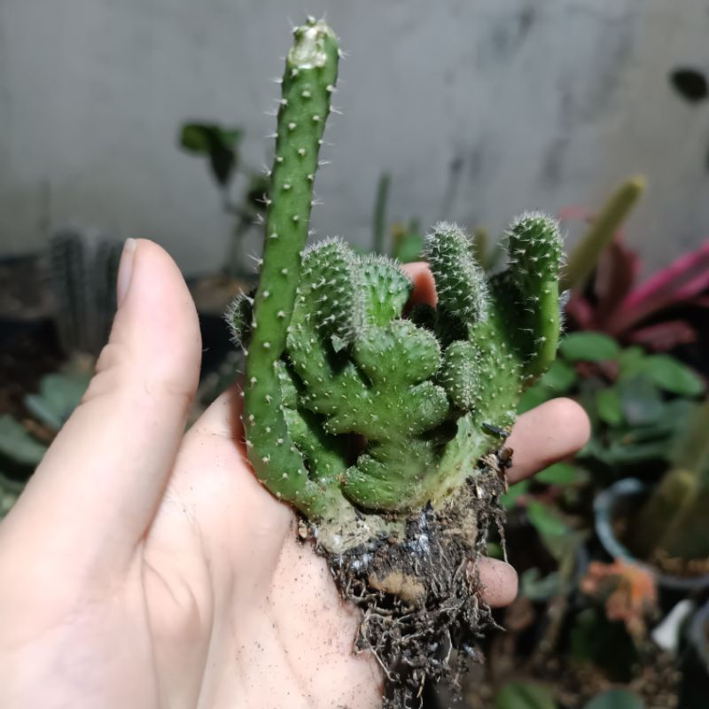 Kaktus Cereus Sp. Monstrose Cristata Ownroot | sukulen mini gymno echinopsis echeveria cactia kaktus