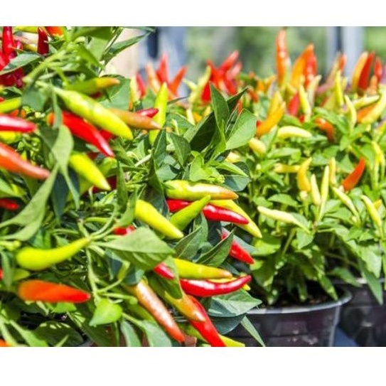 Bibit Cabe Rawit Hijau / bibit pohon Cabe Rawit / tanaman cabe rawit hijau