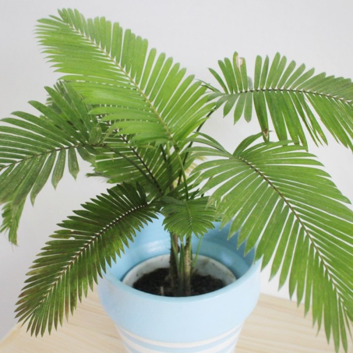 Tanaman Hias Palem Paris/Palem Rotan Mini