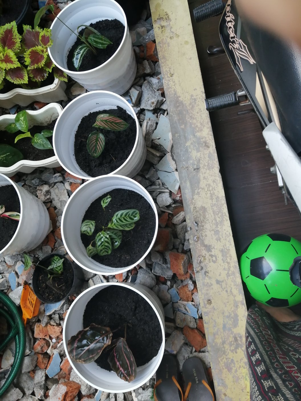 Paket Murah 5 Jenis Calathea Tanaman Hias Terlaris