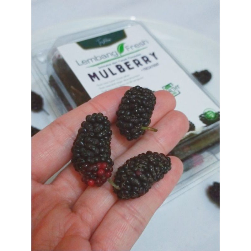 

Buah BlackBerry Mulberry Murbai Segar Fresh Oleh-oleh BANDUNG