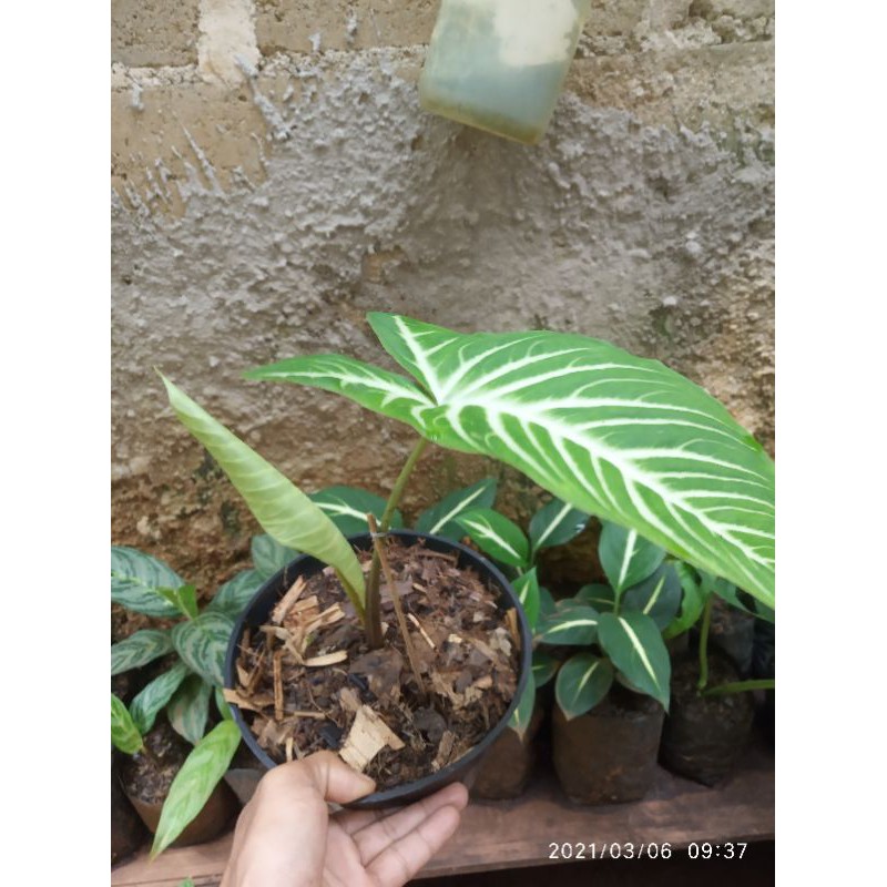 Keladi Zebra Antasoma / Lindenii