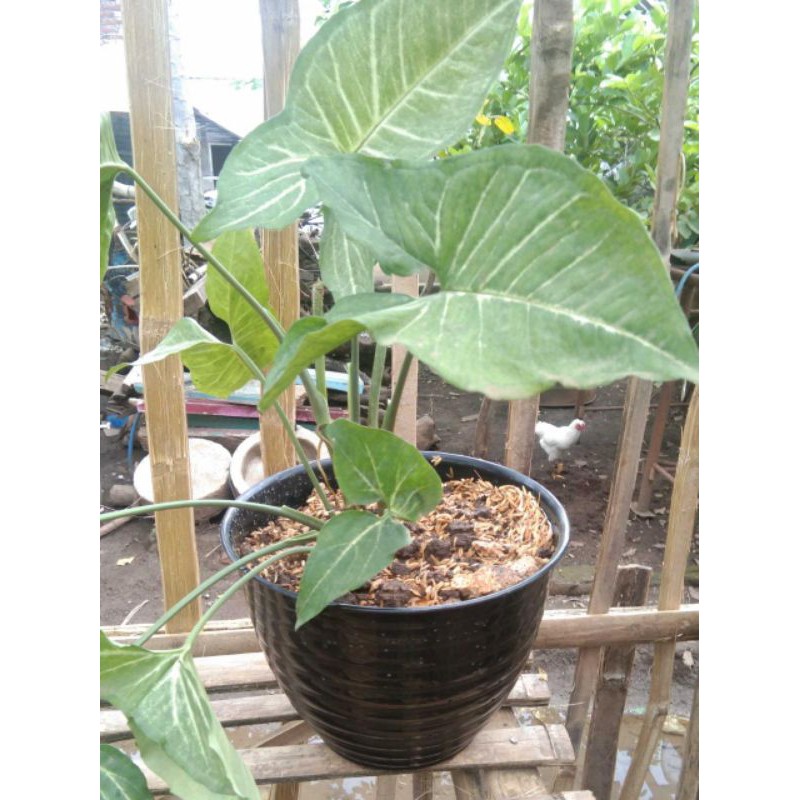 Bunga Keladi Hijau (tanpa pot) (order 5 bonus 1)