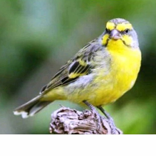 Burung Mozambik betina import rawatan