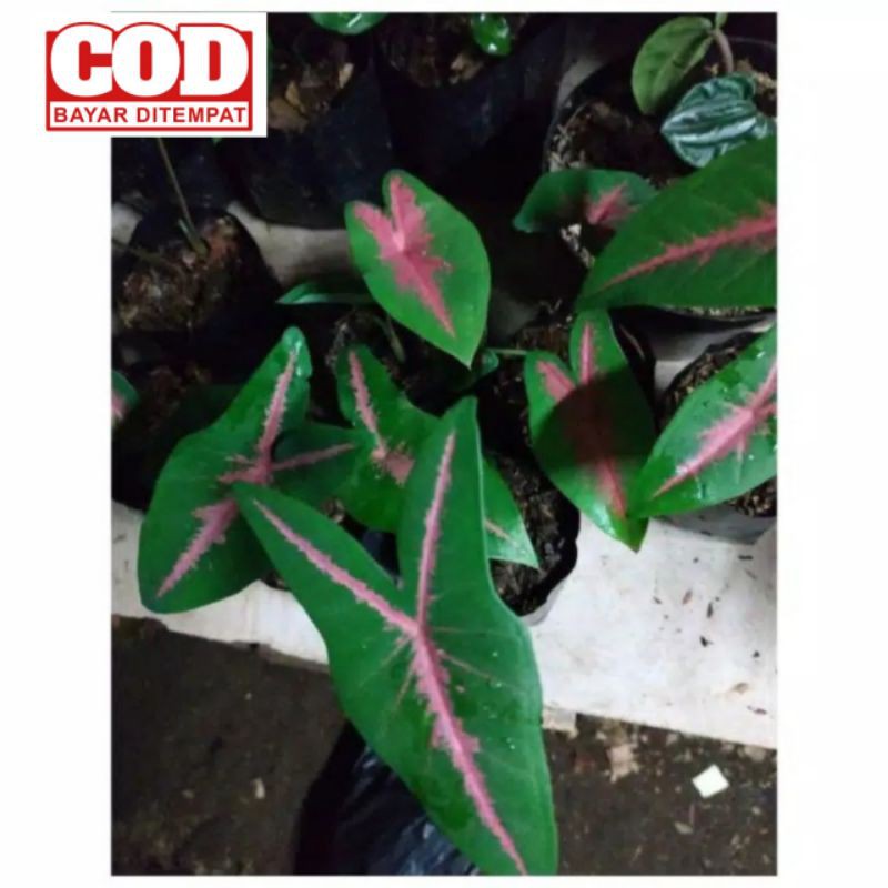 keladi pink rabbit | tanaman hias keladi pink rabbit | keladi | tanaman hias | tanaman