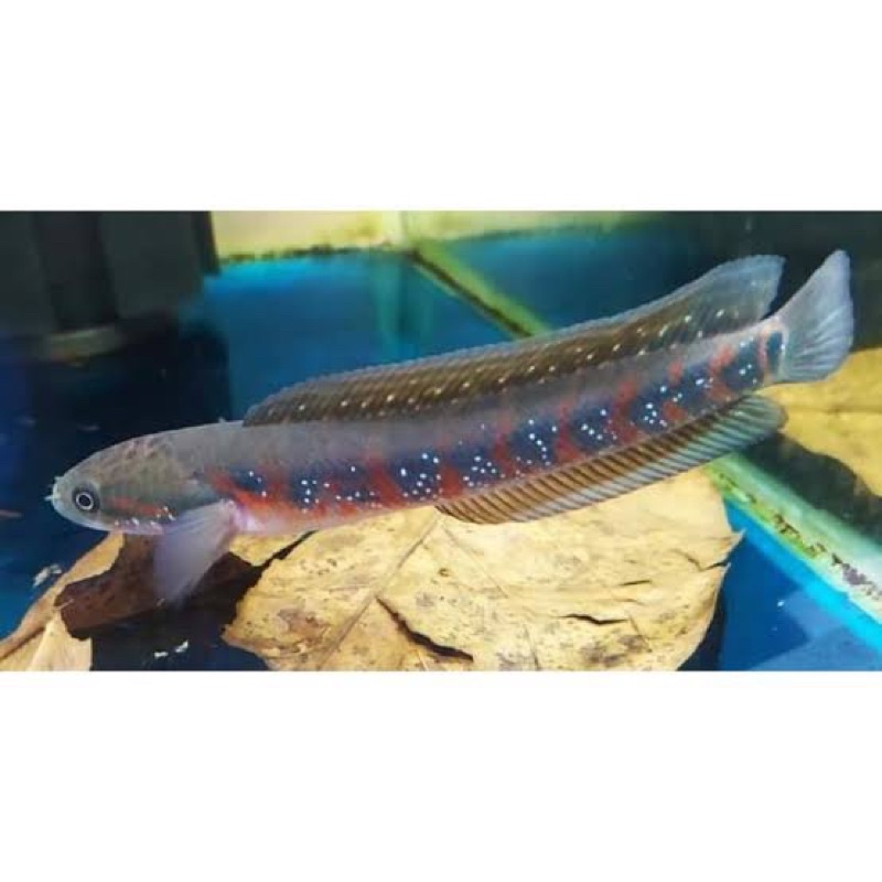 Asiatica RS pure 12-15 cm