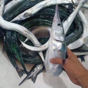 

Ikan Cendro Ikan Fresh Laut Kualitas GARANSI SEGAR