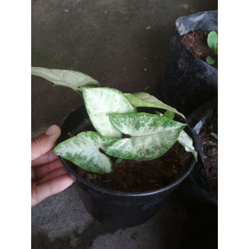 Bibit tanaman keladi hias Syngonium