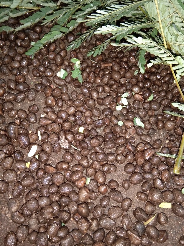 Bibit Porang Dorman | Katak Super Mini 700/ Biji