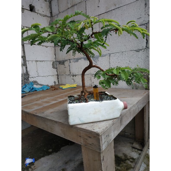 bonsai asam jawa