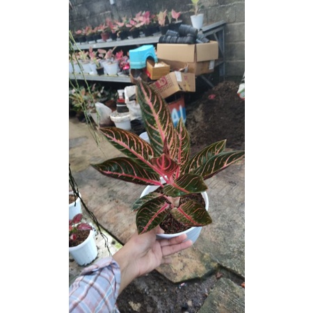 Aglonema Pos Sumatra