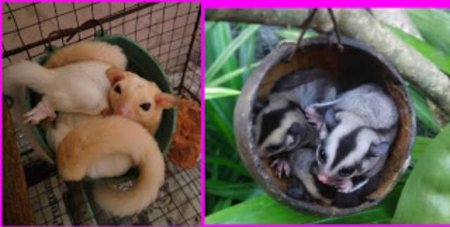 SUGAR GLIDER - TEMPAT TIDUR SUGAR GLIDEE