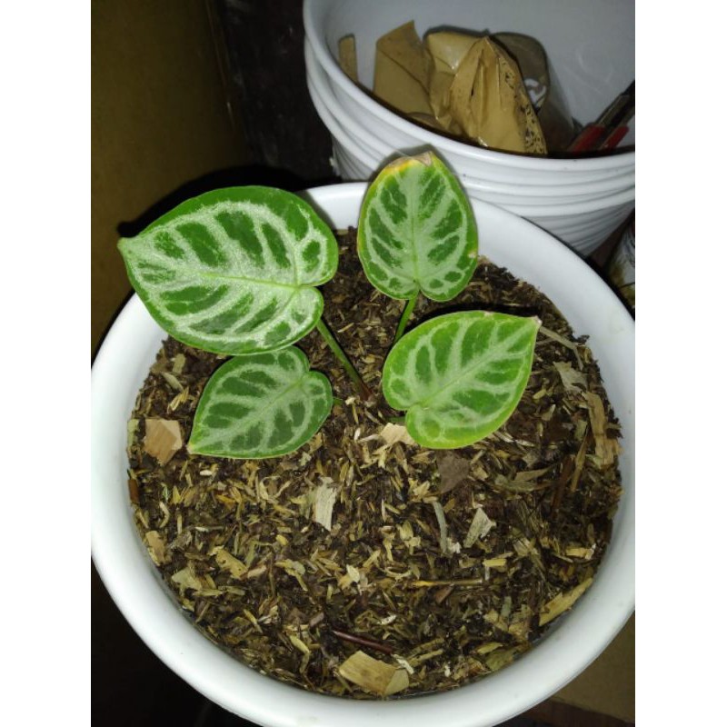 Anthurium kuping gajah dorayaki silver baby murah