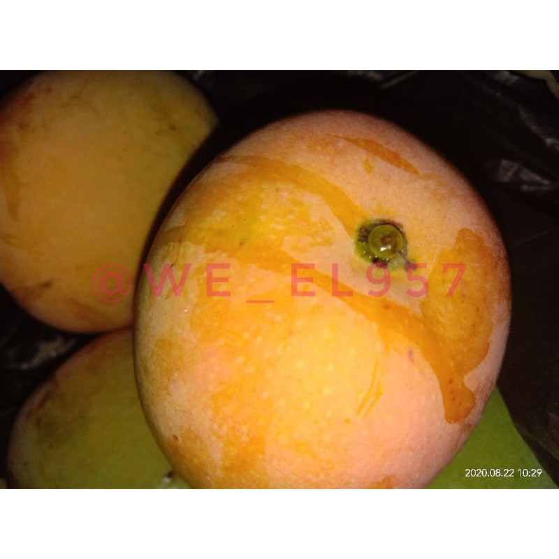 

FRESS MANGGA GEDONG GINCU KHAS INDRAMAYU (HARGA TERTERA ADALAH PERKILO)