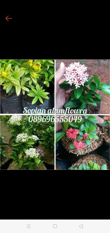 R3brn Tanaman Hias Asoka - Mix Warna - 1 Paket 4 Pohon - Mini - Bibit Murah