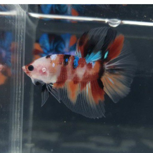 Ikan Cupang Halfmoon Nemo Koi (Multi) Top Grade