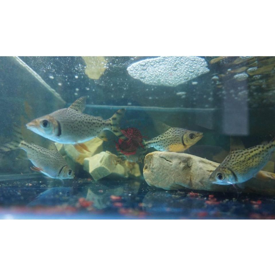 IKAN / RED FEIFENG (RFF) 10 CM - Tankmate Arowana Predator