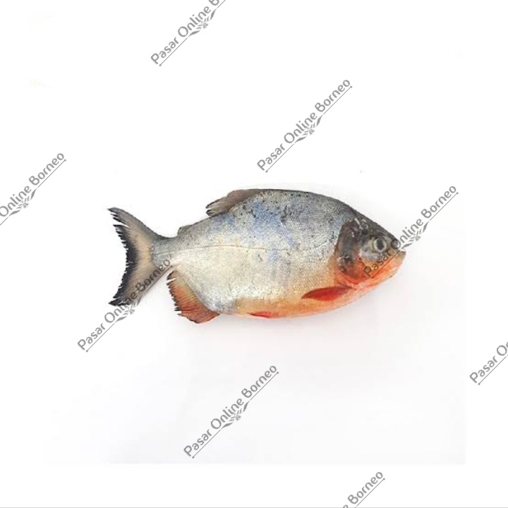 

Ikan Bawal Tawar Segar 1 Kg Fresh