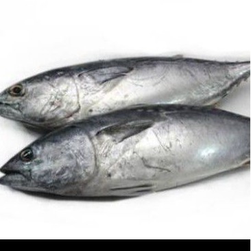 

Ikan Tongkol Fresh 1 Kg