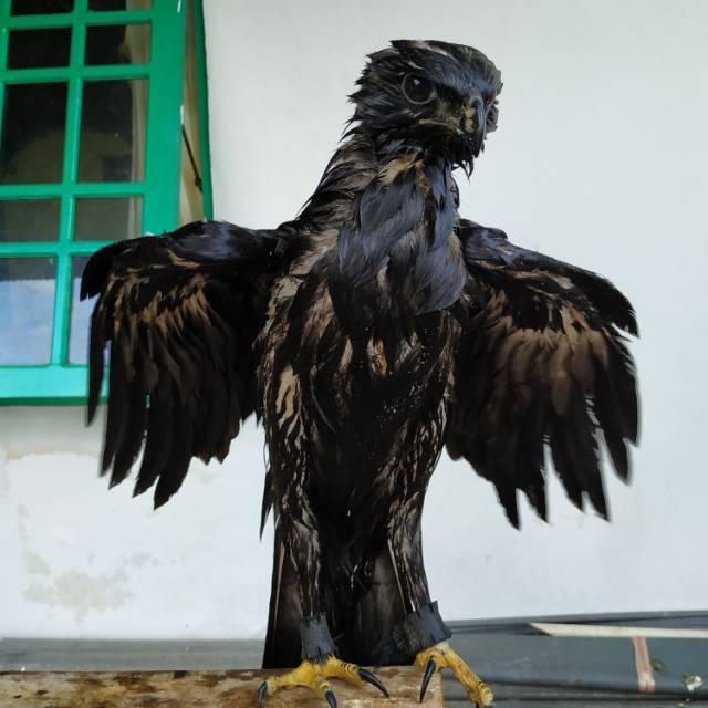 soemantri0809