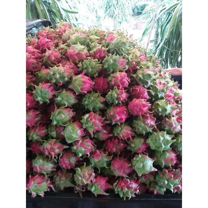 

BUAH naga organik