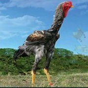 

TELUR AYAM INDIO GIGANTE UNTUK DI TETASKAN