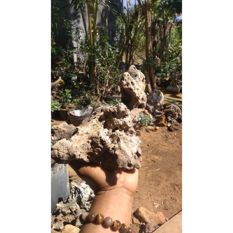 batu karang gunung untuk bonsai