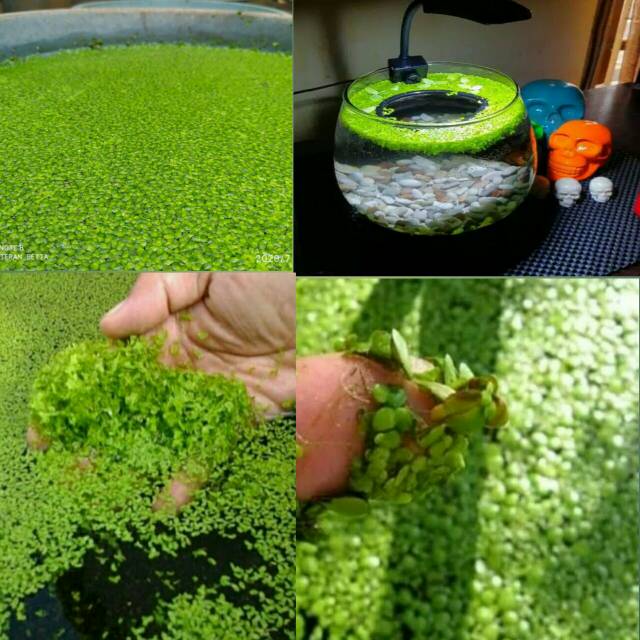 

MATA LELE/APU - APU/DUCKWEED/DUCK WEED/LEMNA MINOR