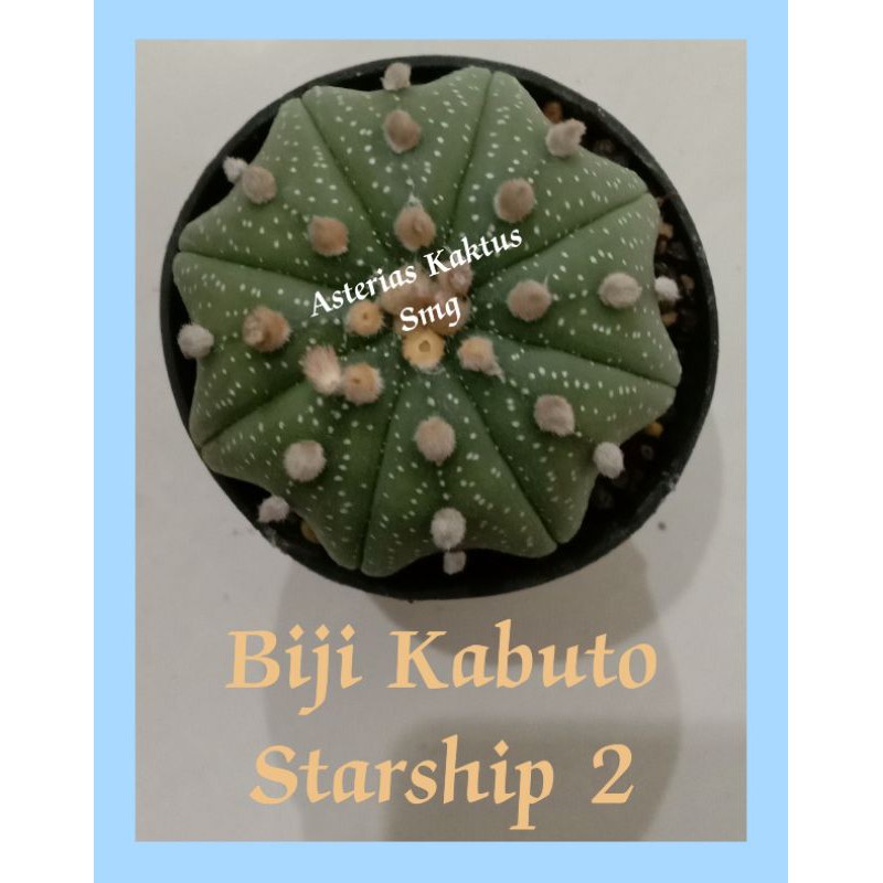 MURAH Biji Kaktus Astro Astrophytum Kabuto Starship 2