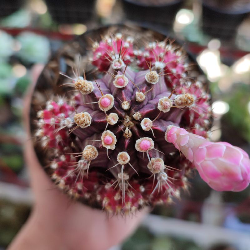 Gymnocalycium siklam/ Gymno import/ Kaktus siklam/Kaktus graft