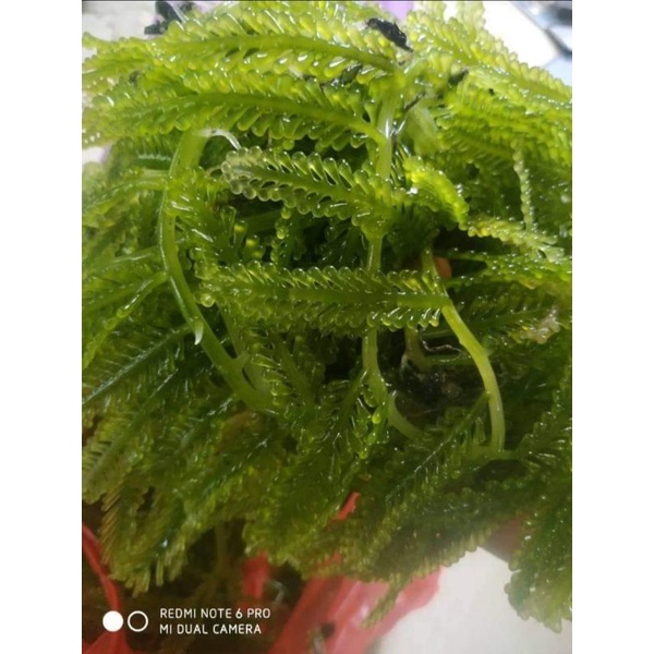 

latoh sea grapes sayuran laut