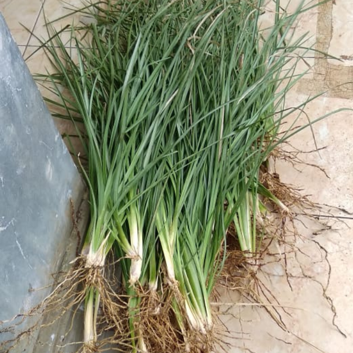 vetiver - Tanaman penahan longsor - Rumput vetiver